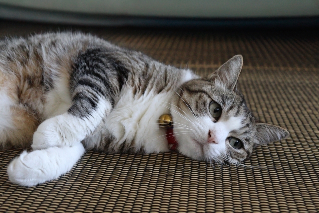猫が寝そべっている午後のひととき