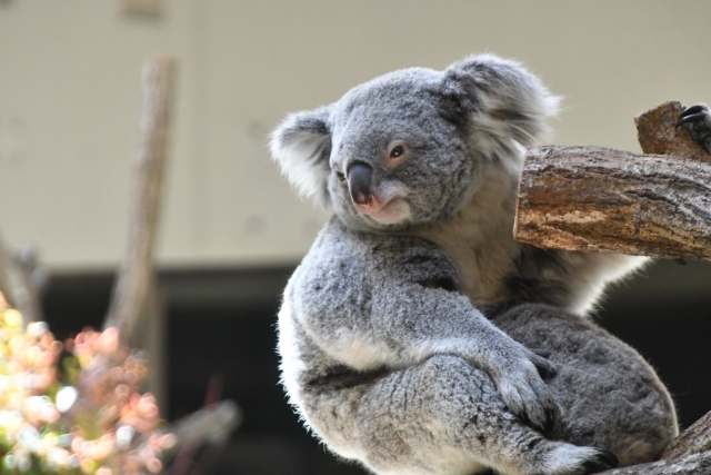 動物園でコアラを観に行った日